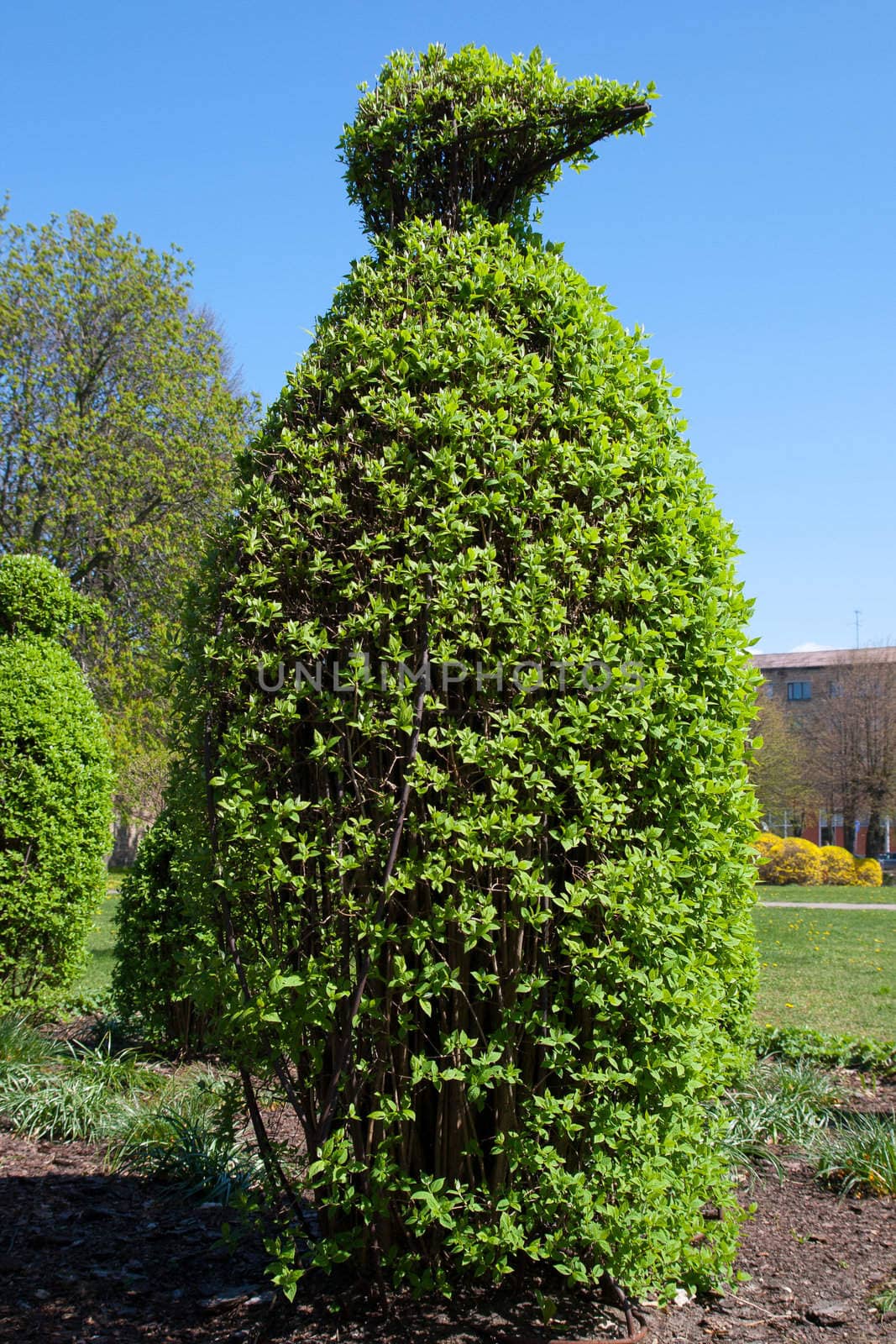 bush in the park cut in form of a penguin
