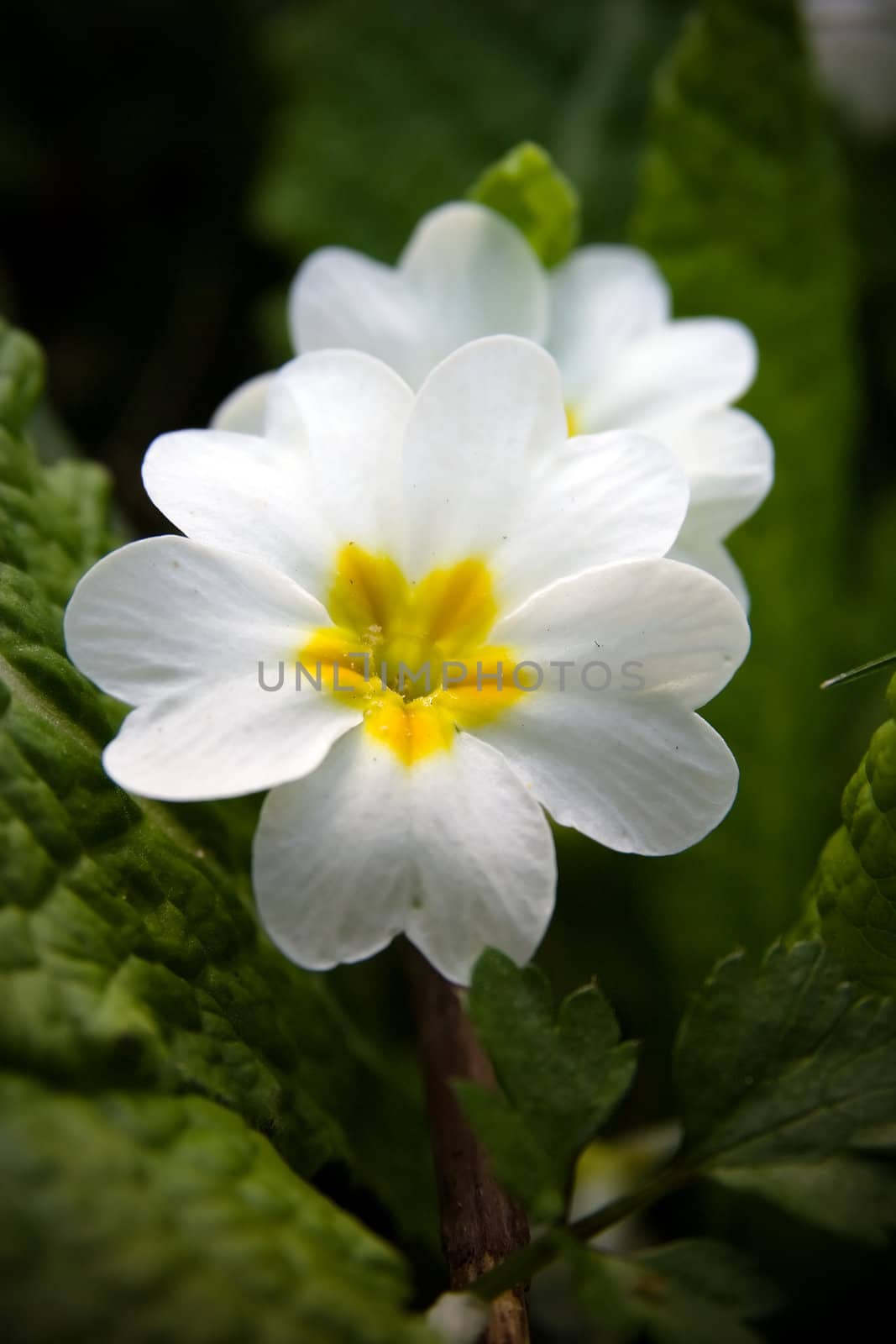 Close up of white primula