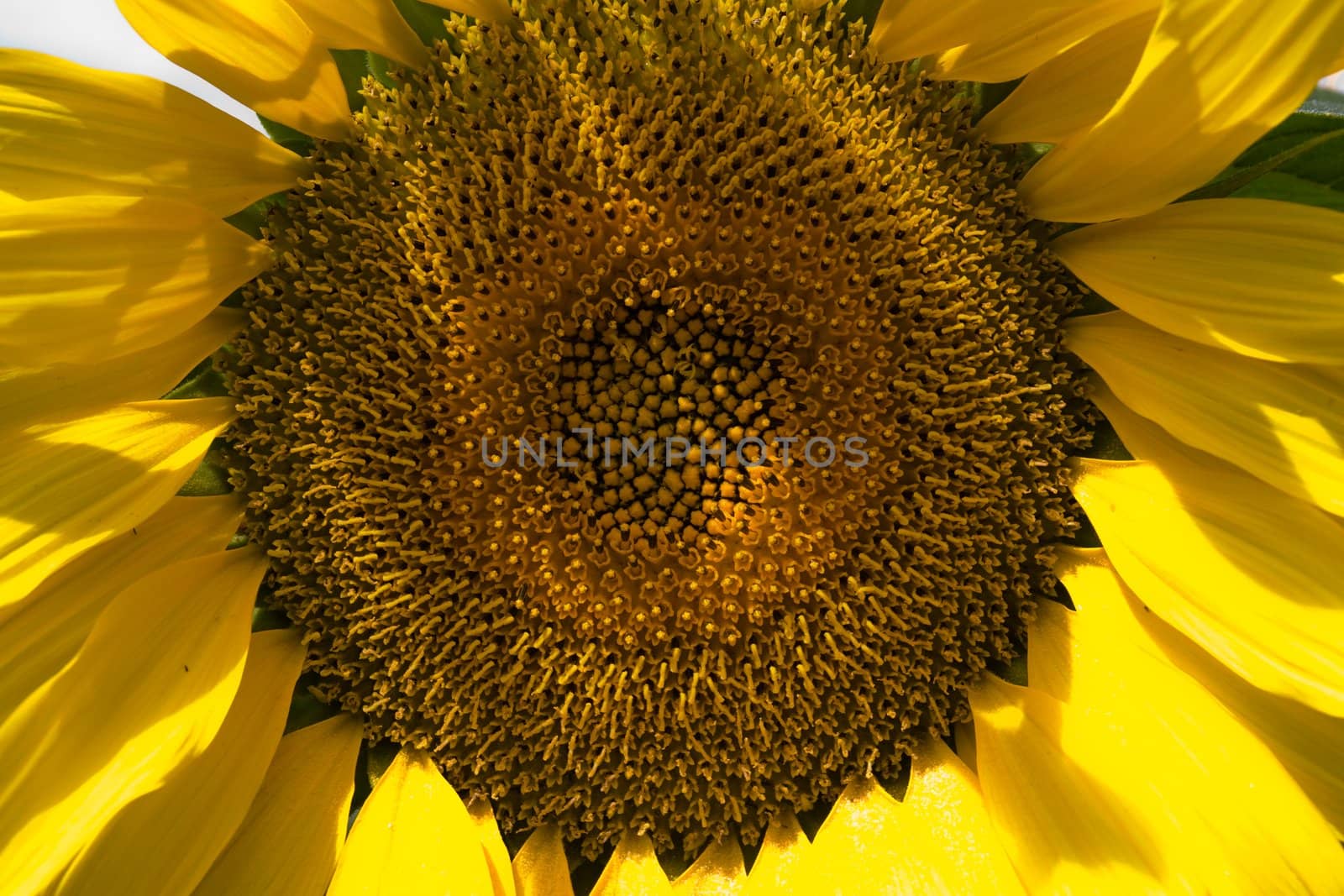 A beautiful sunflower close up