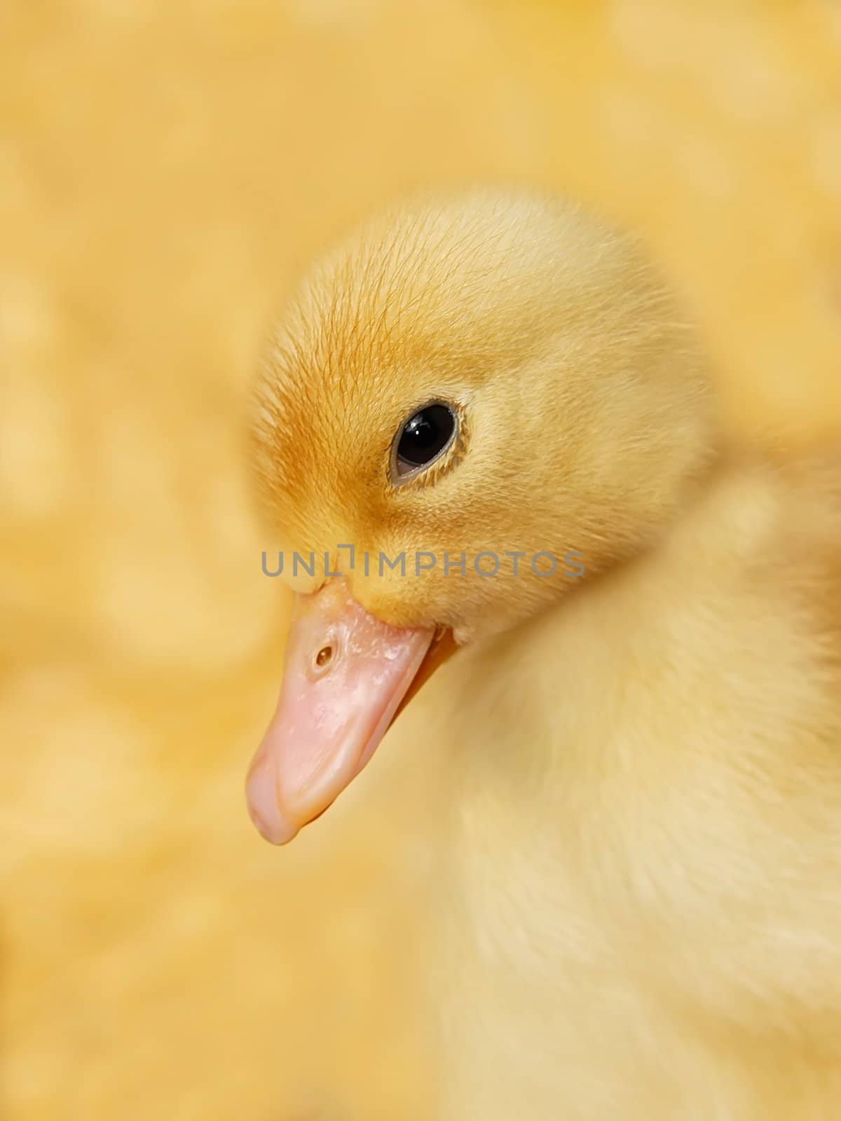 Portrait of a small duckling on a yellow background close up
