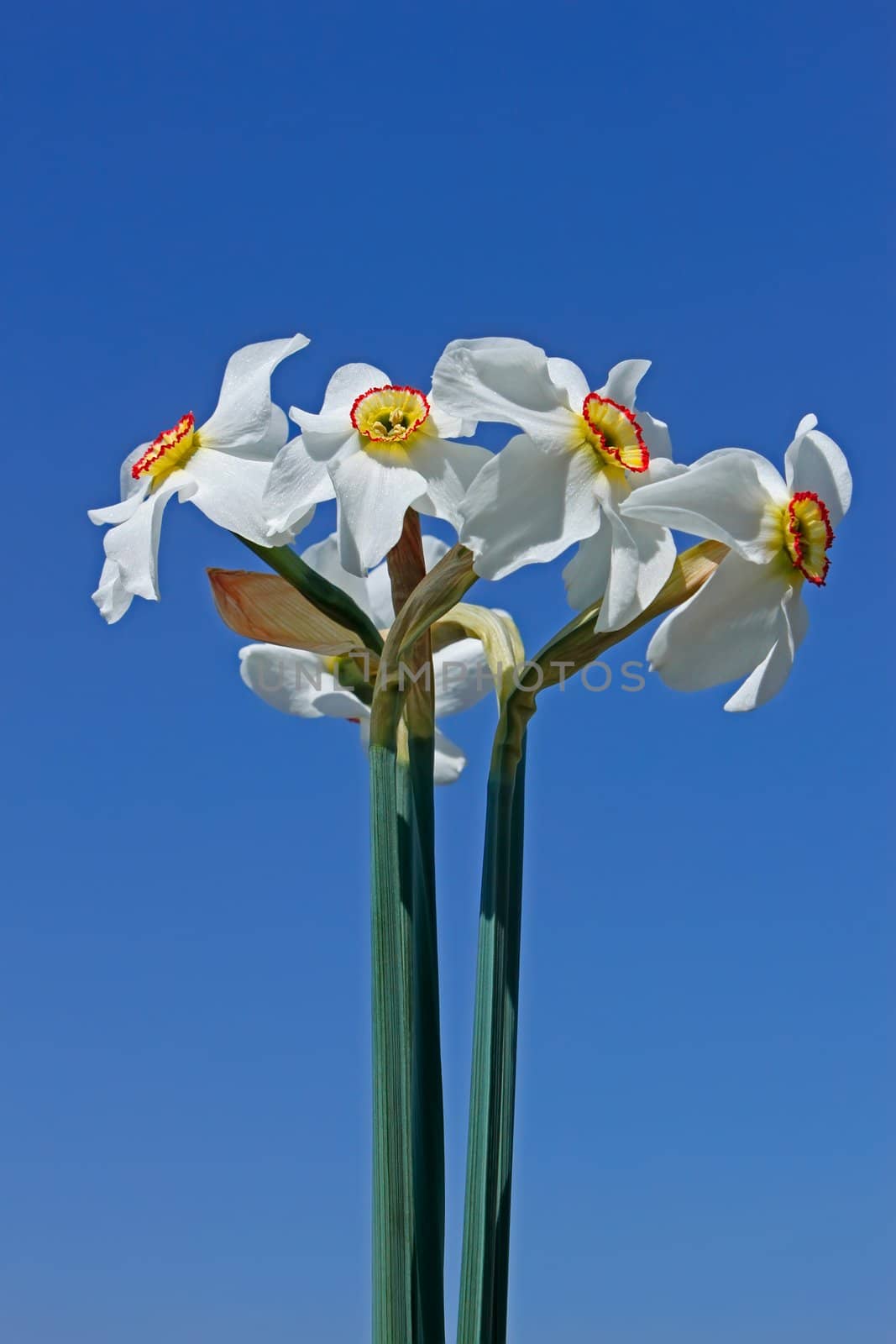 Bouquet of narcissus by qiiip