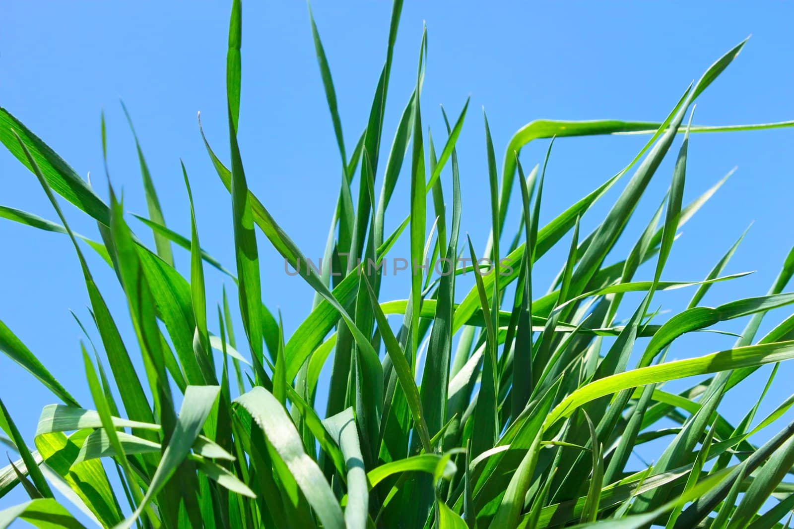 Young green grass against the background of a blue sky