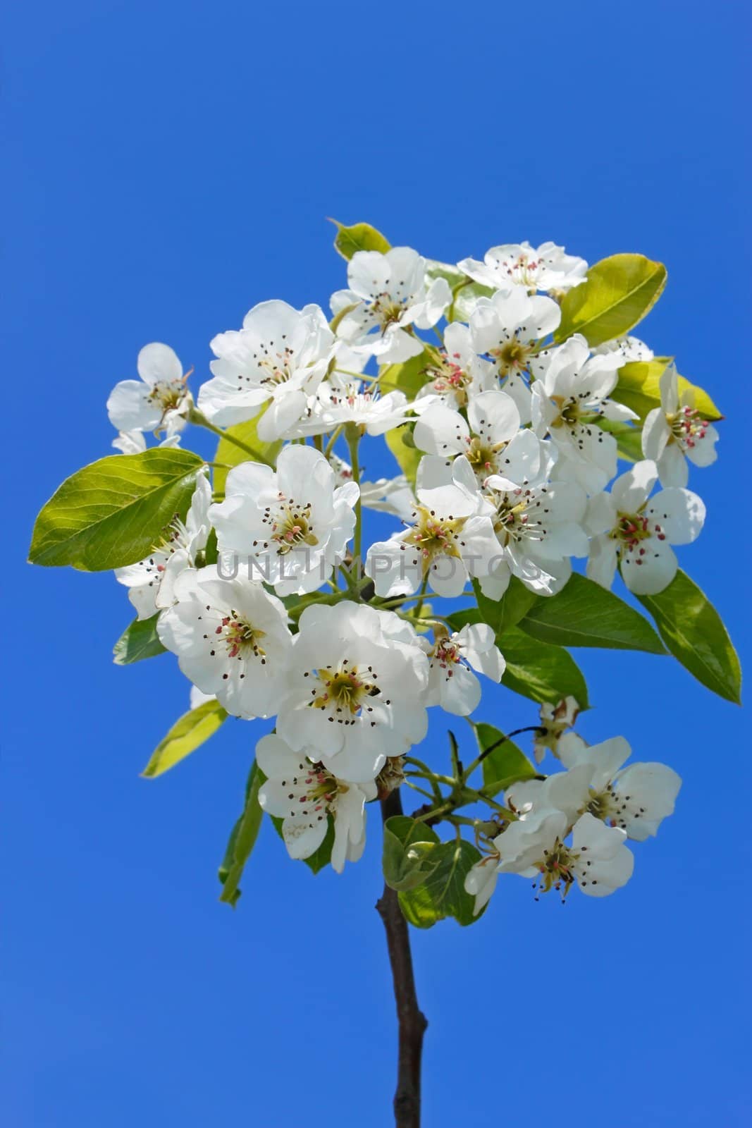 Flowering cherry branch by qiiip