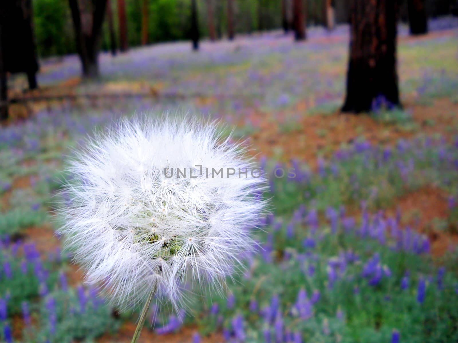 Dandelion full seed head with blurred natural background.