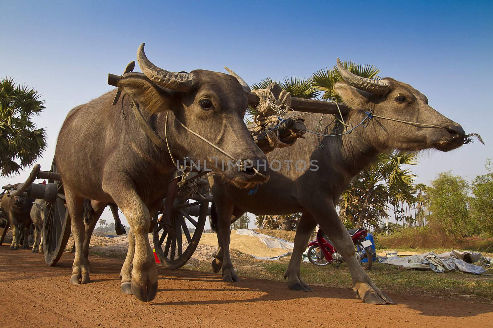 Buffalo pulling cart