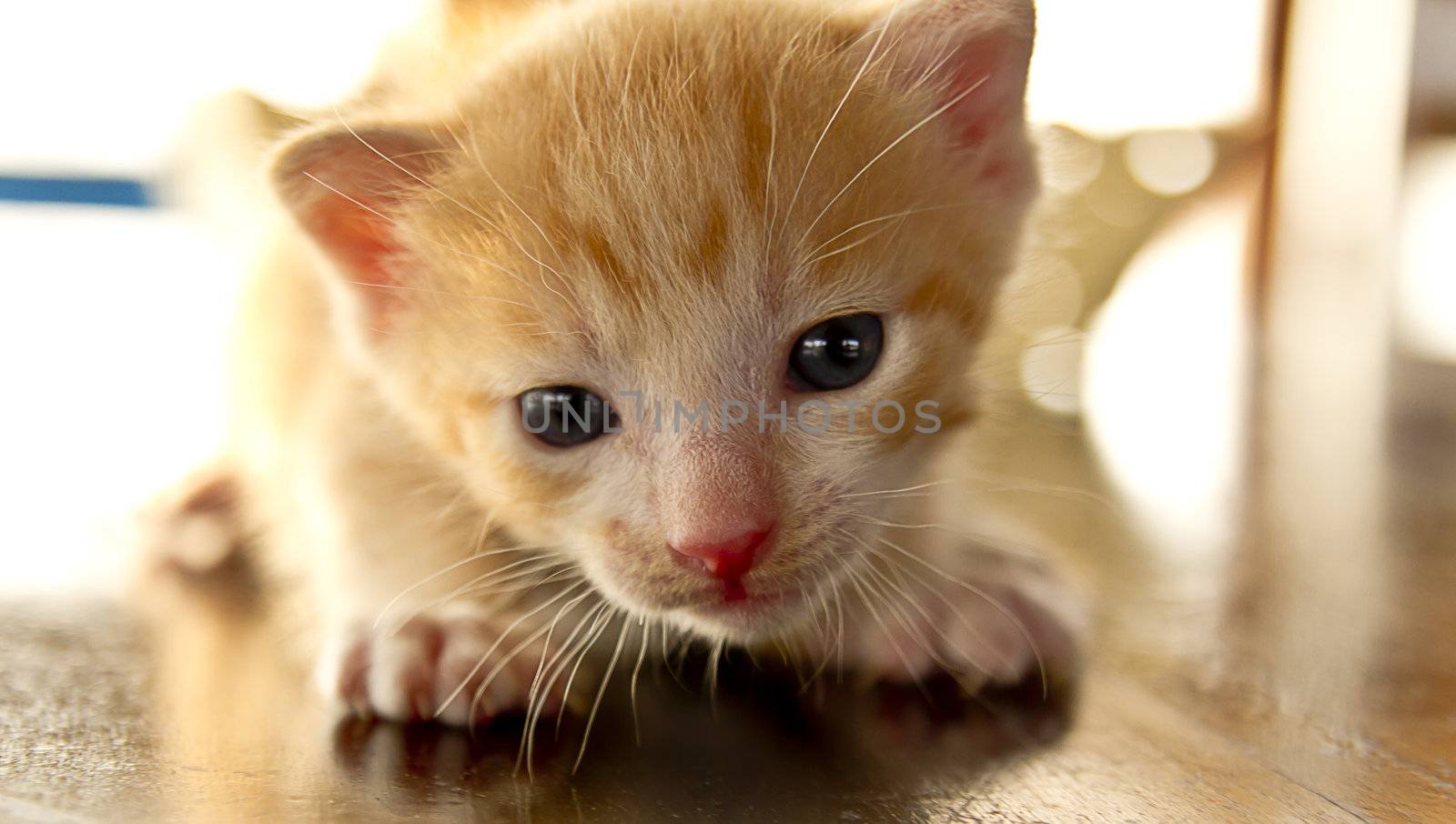 Very young kitten playing by tpfeller