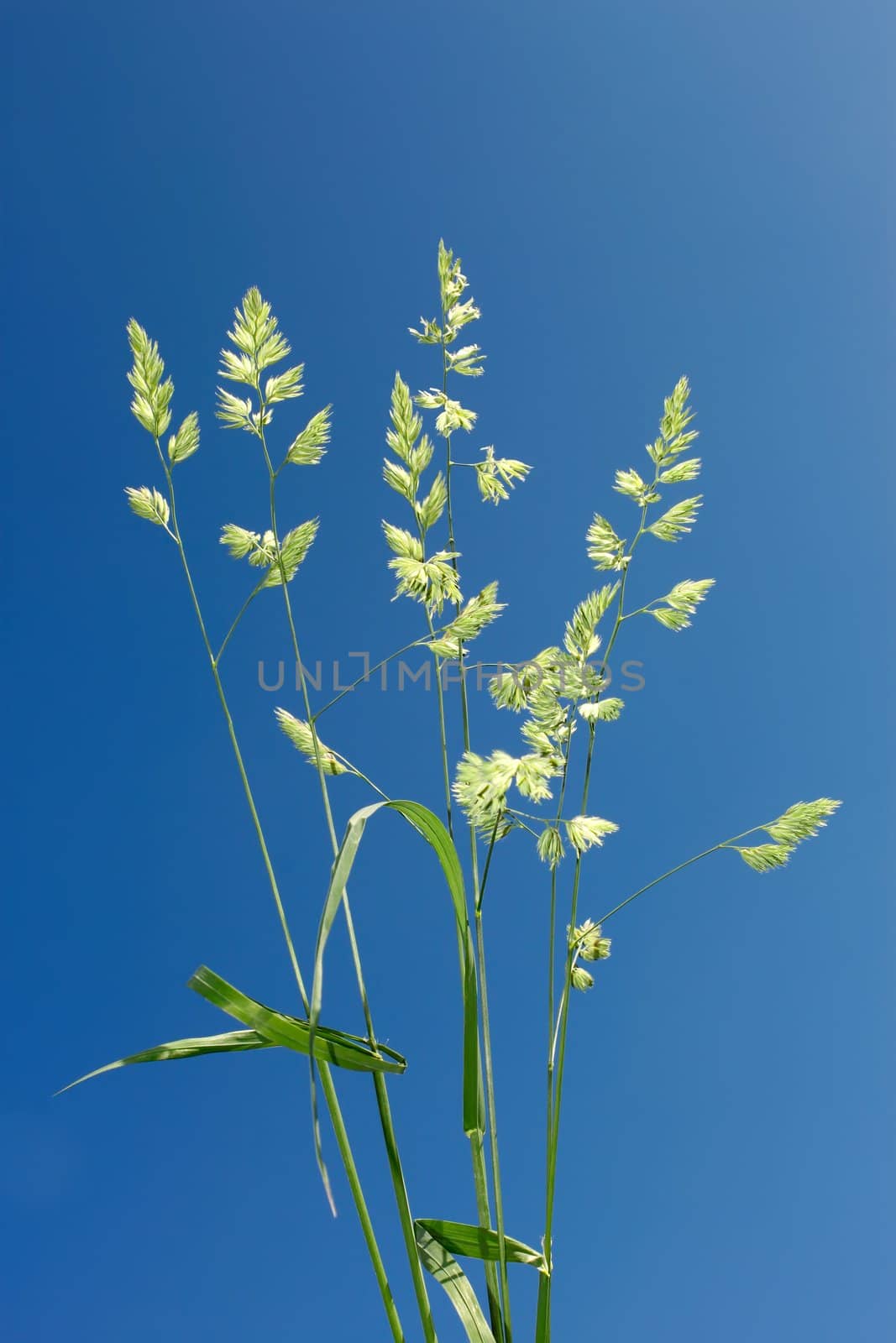 Cocksfoot on the background of blue sky. Scientific name: Dactylis glomerata, rough cereal grass that is common and widespread