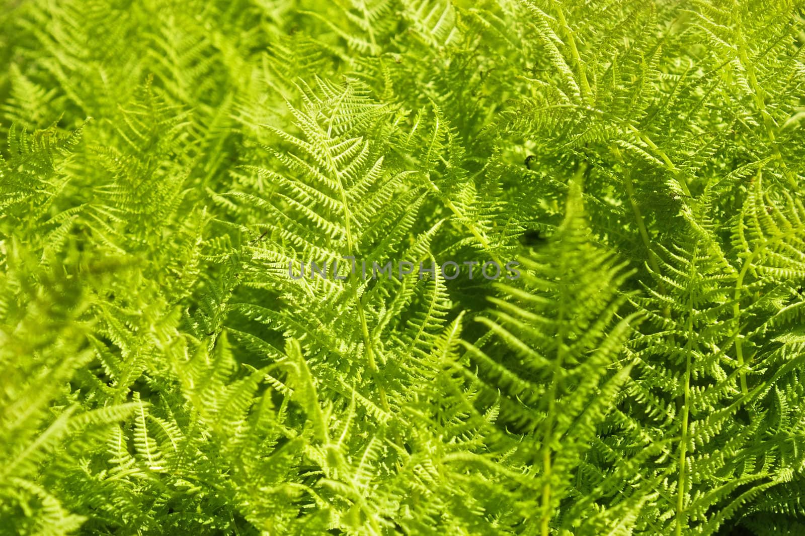 Green furl leaves of Gymnocarpium dryopteris