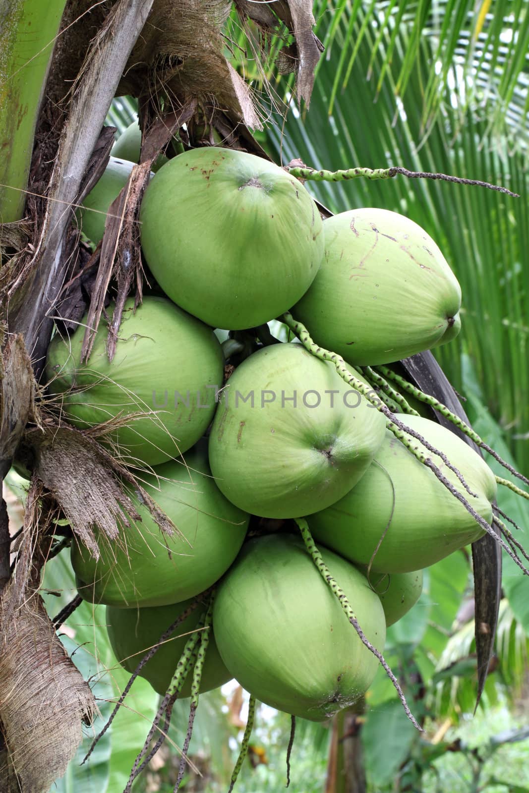 Closeup of Tropical Coconut Fruit Tree