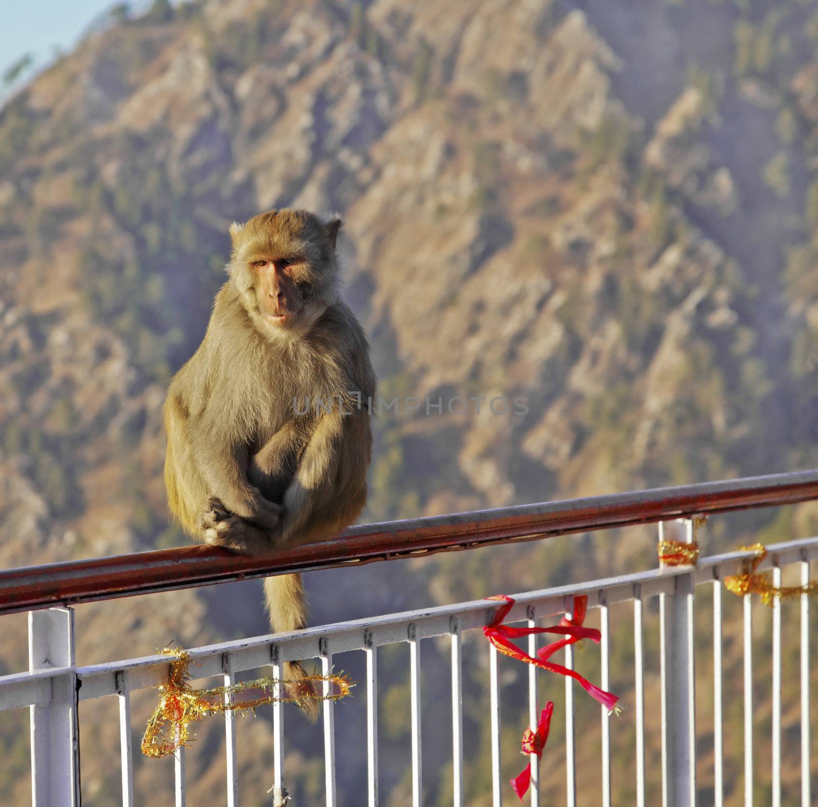 Vertical portrait of Macaca Radianta Monkey at Vaishno Devi India hanging onto railings seems to ask about the owner of a red ribbon attached to the balustrade which is a Hindu religious custom with pilgrims who visit Vaishno Devi on the pilgrimage on the Trikuta Mountains of the Himalayas in the North of India. Crop margins and empty copy areas