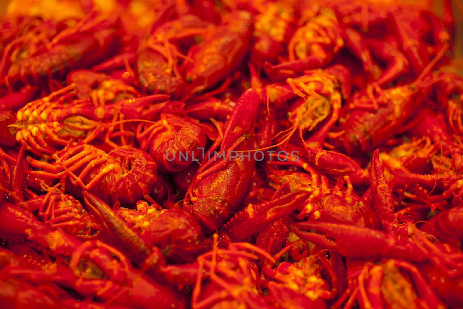 A lot of fresh shrimps