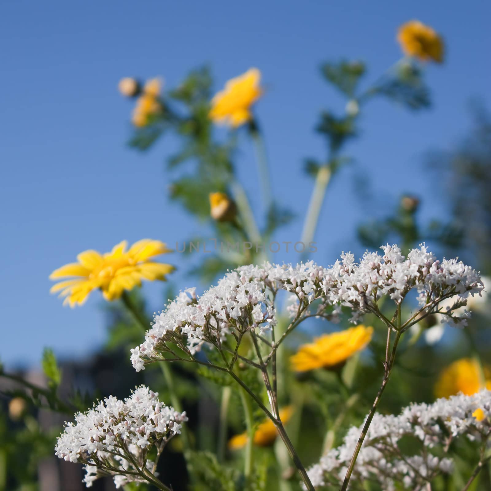 Blossoming salad chrysanthemum and valeriana on blue sky