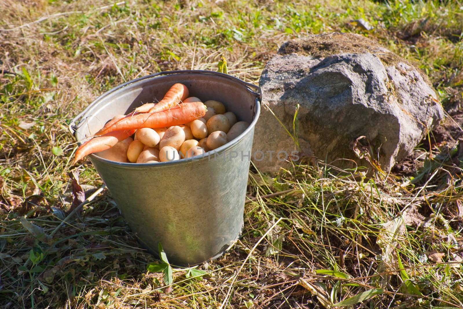 Fresh potatoes and carrots in a metal bucket