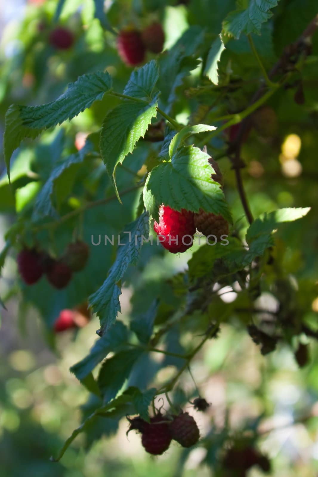Green raspberry-bush with ripe red juicy berries