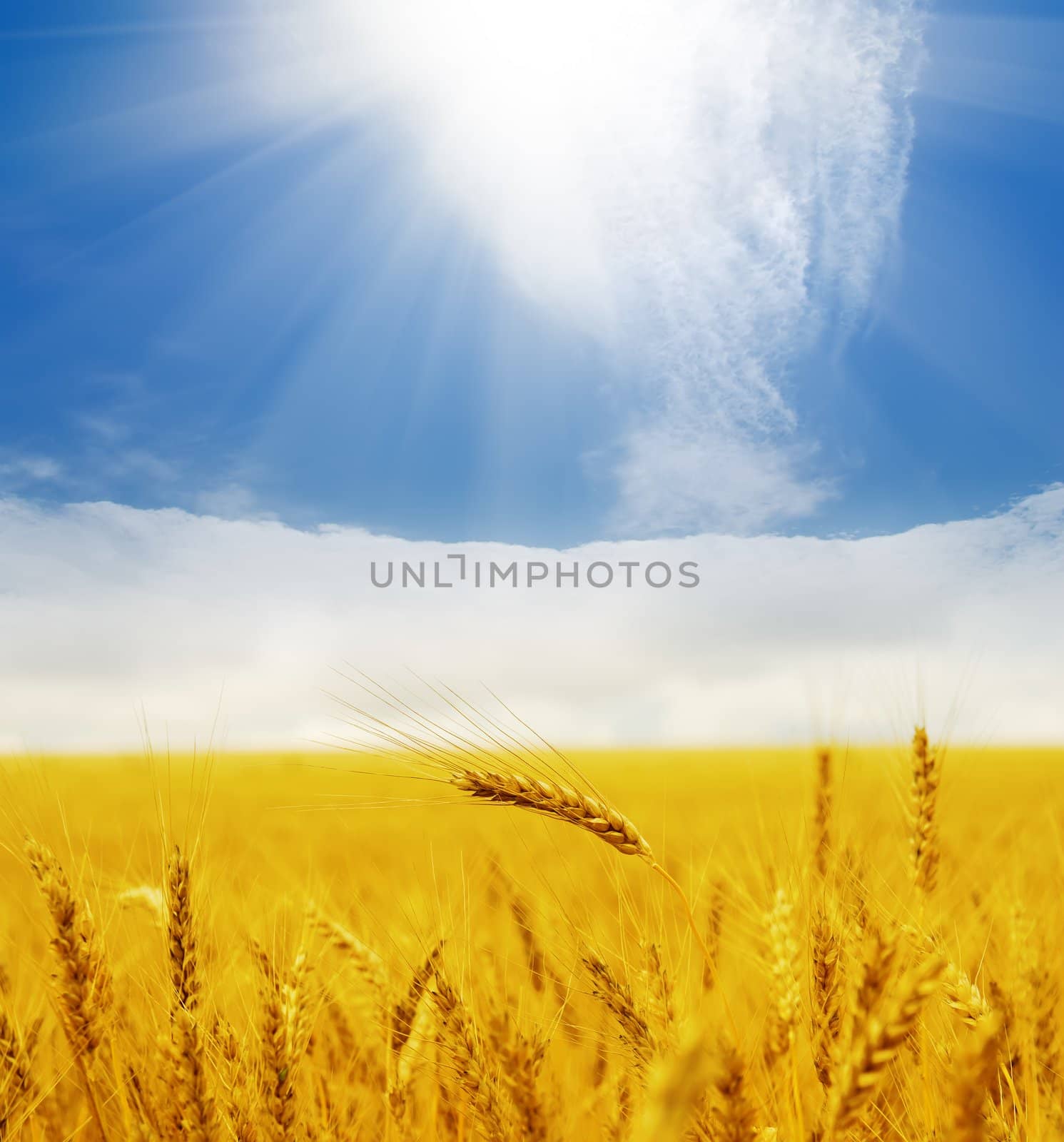 sun over golden field by mycola