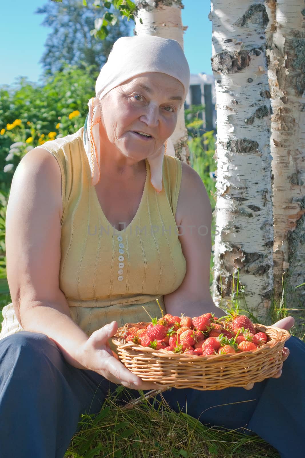 Strawberry crop by vidrik