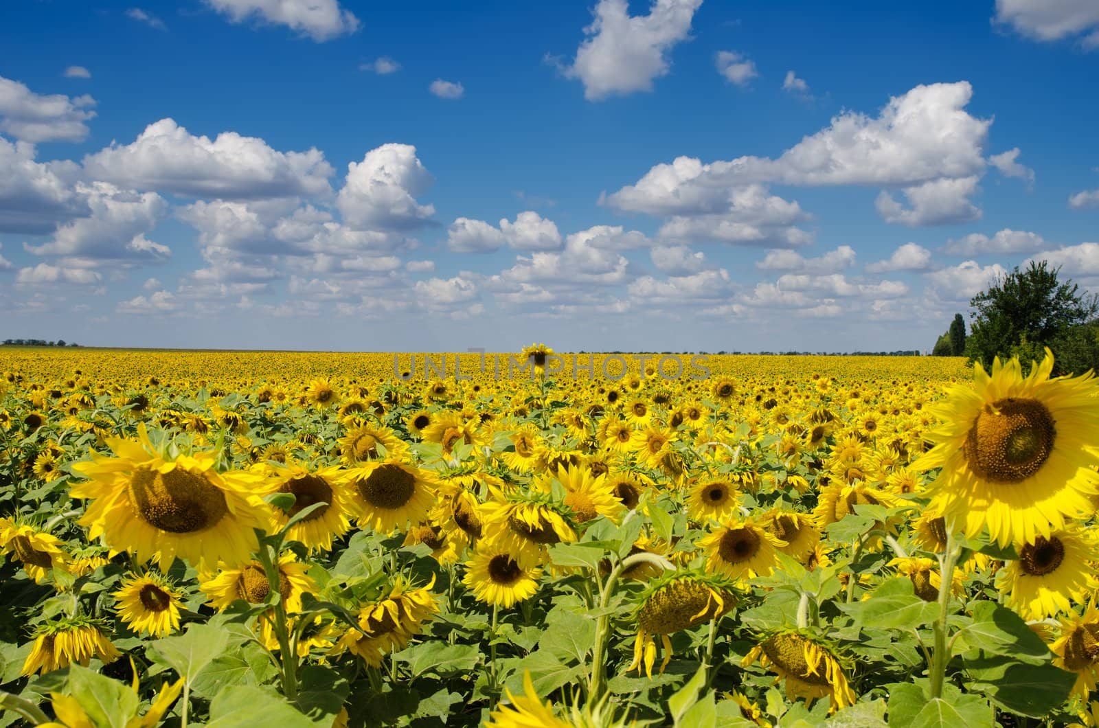 sunflower field under cloudy sky