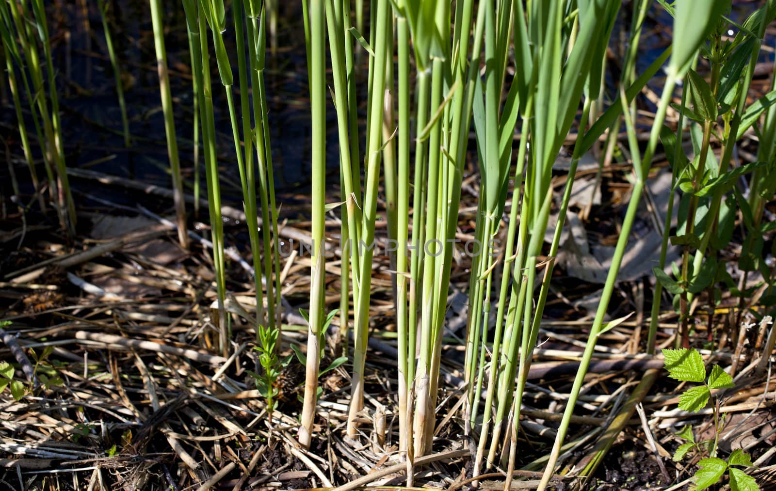 Close up of cane thicket