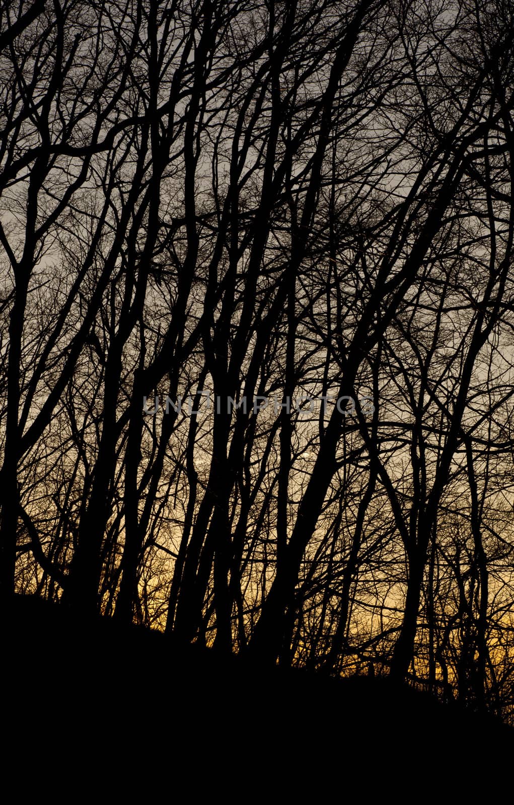 Branch of tree at sunset