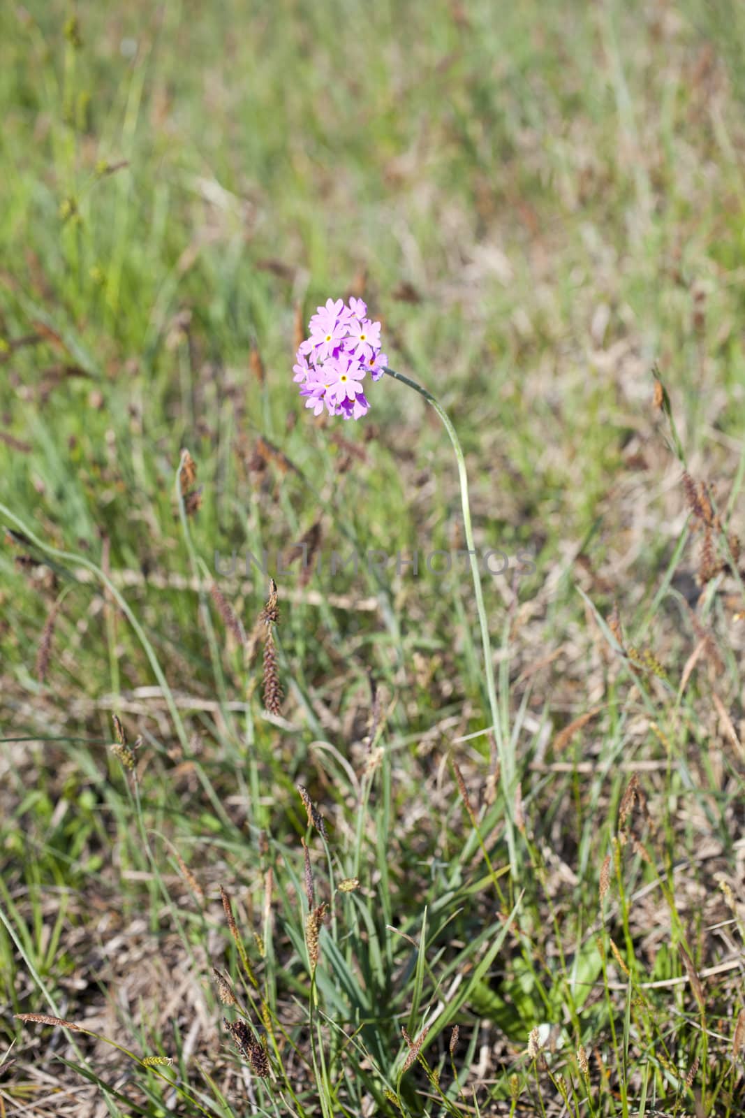 Bird's-eye primrose, Risorgive del flambro