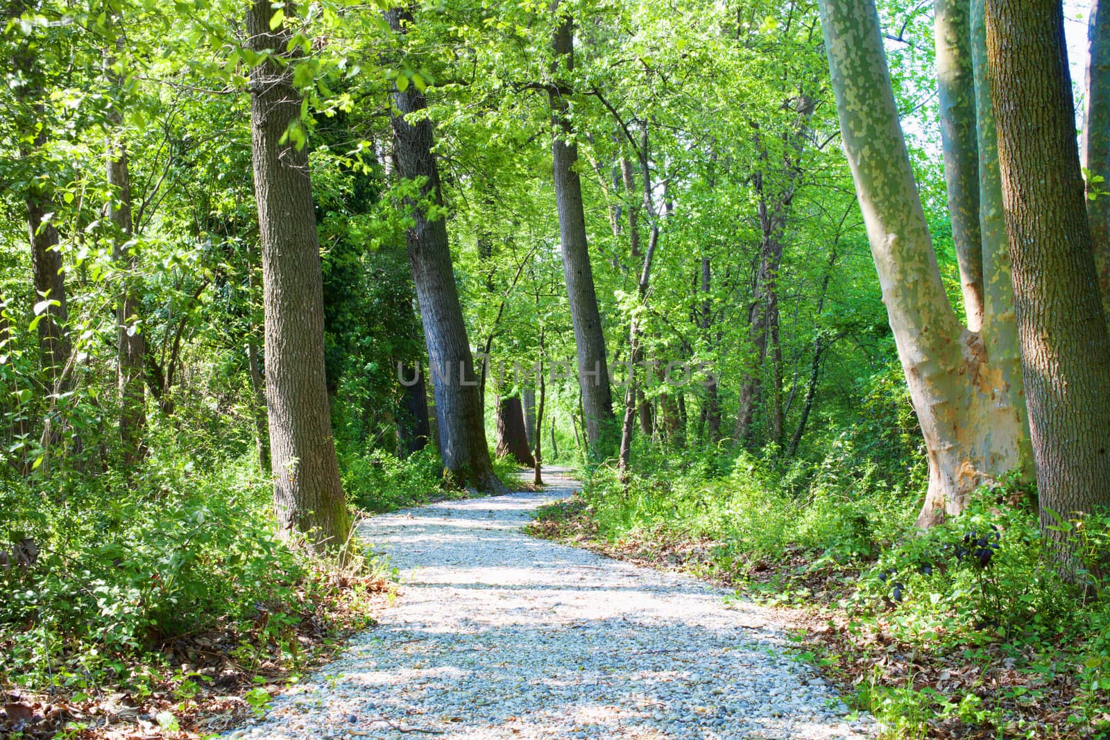 View of a Road betweenTrees