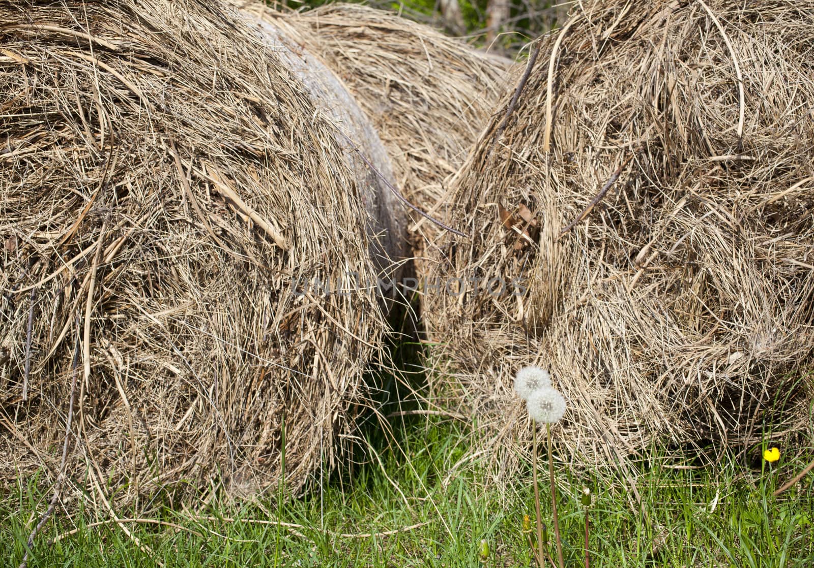 Bales of hay in the countryside