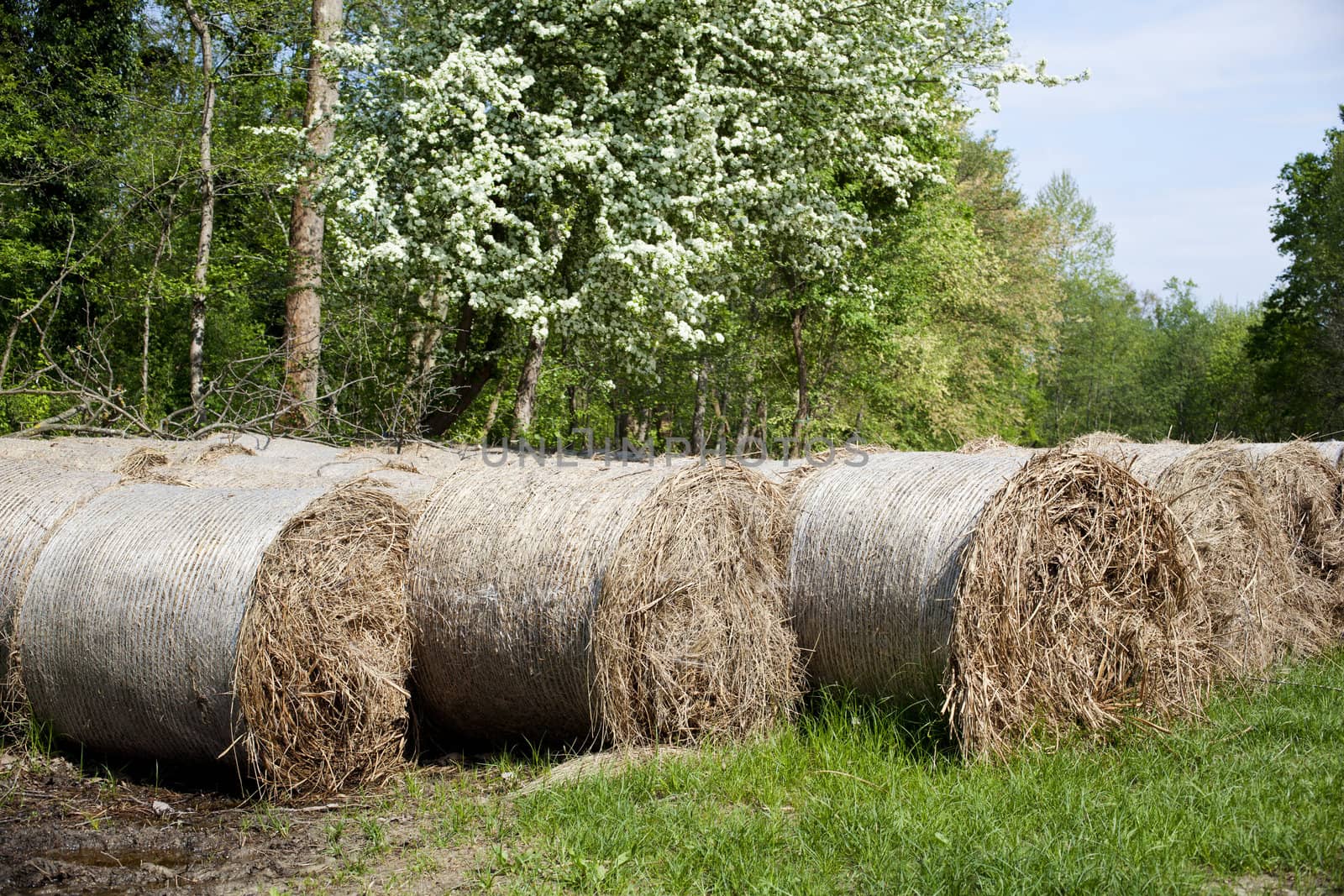 Bales of hay in the countryside