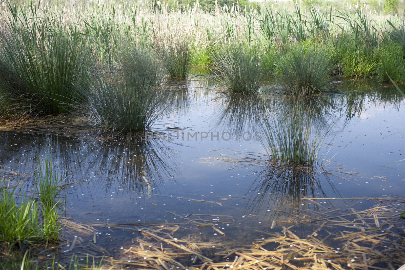View of Biotope, resurgences of Flambro