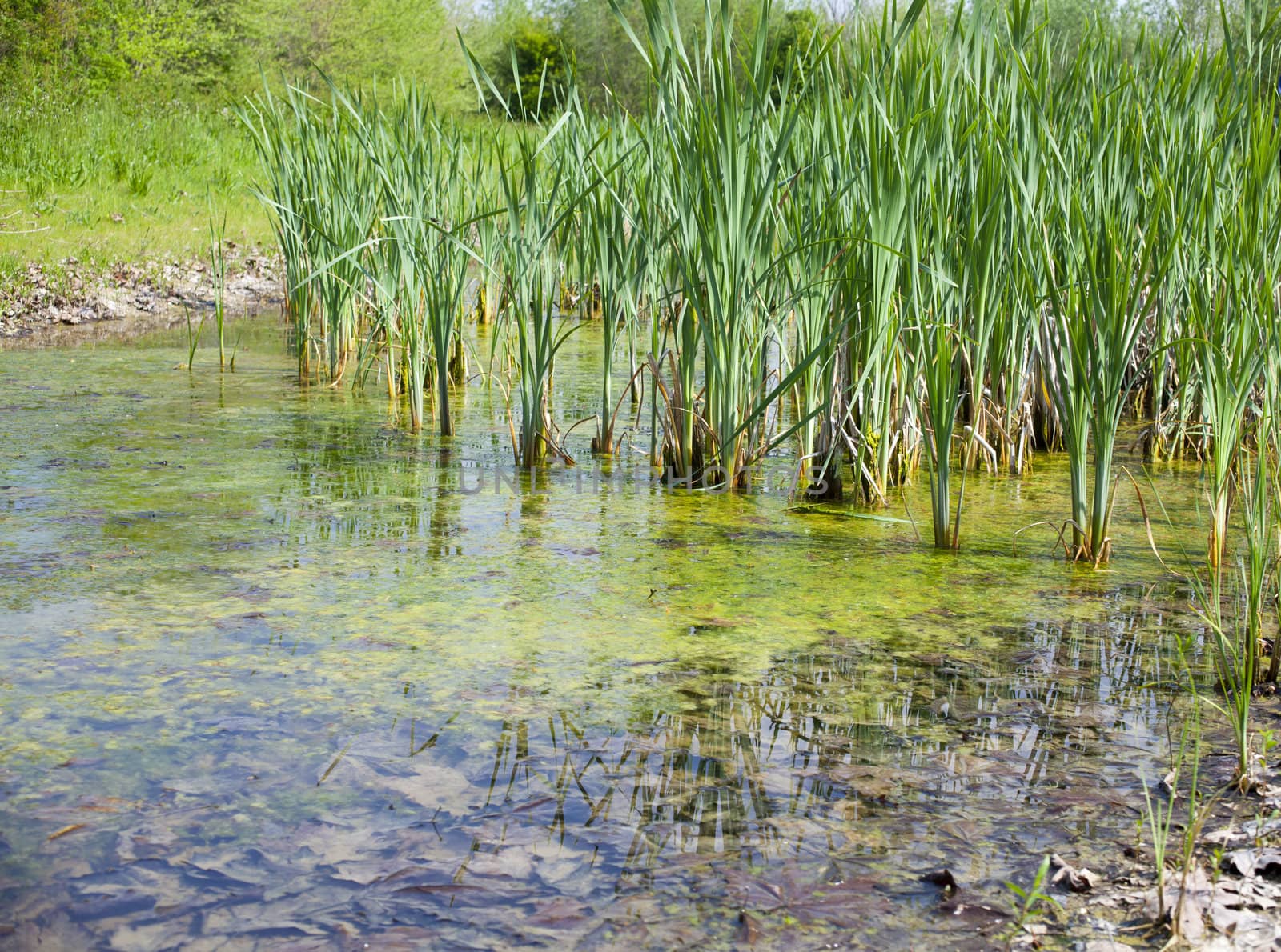 View of Biotope, resurgences of Flambro
