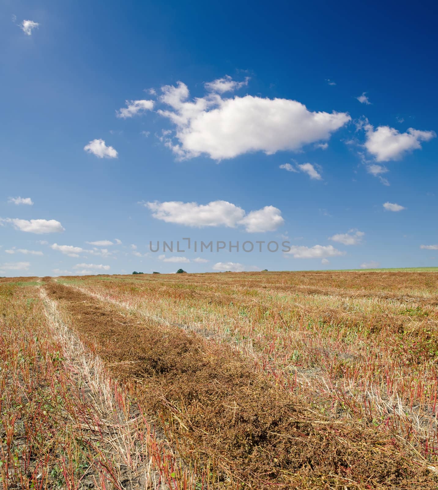 collected harvest of buckwheat in windrows under cloudy sky