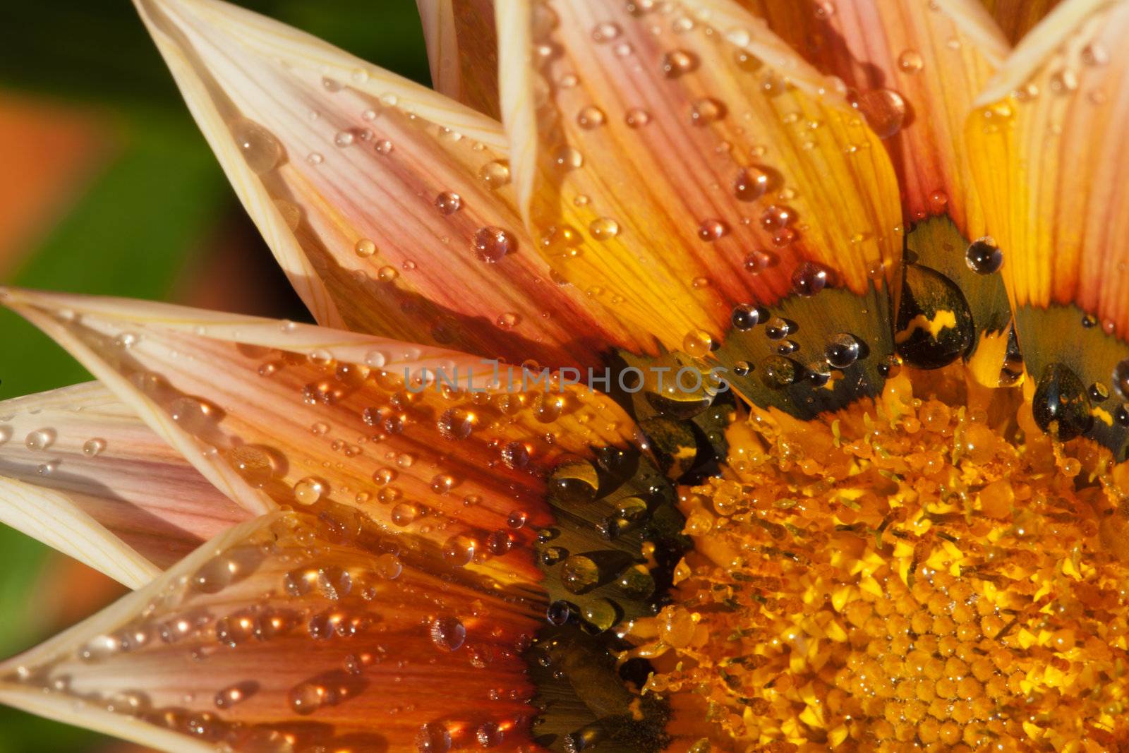 Beautiful Gazania Flower after Rain