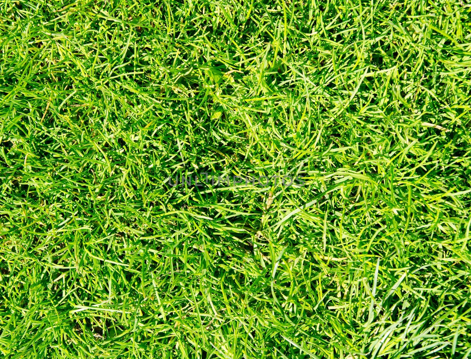 Green grass texture background