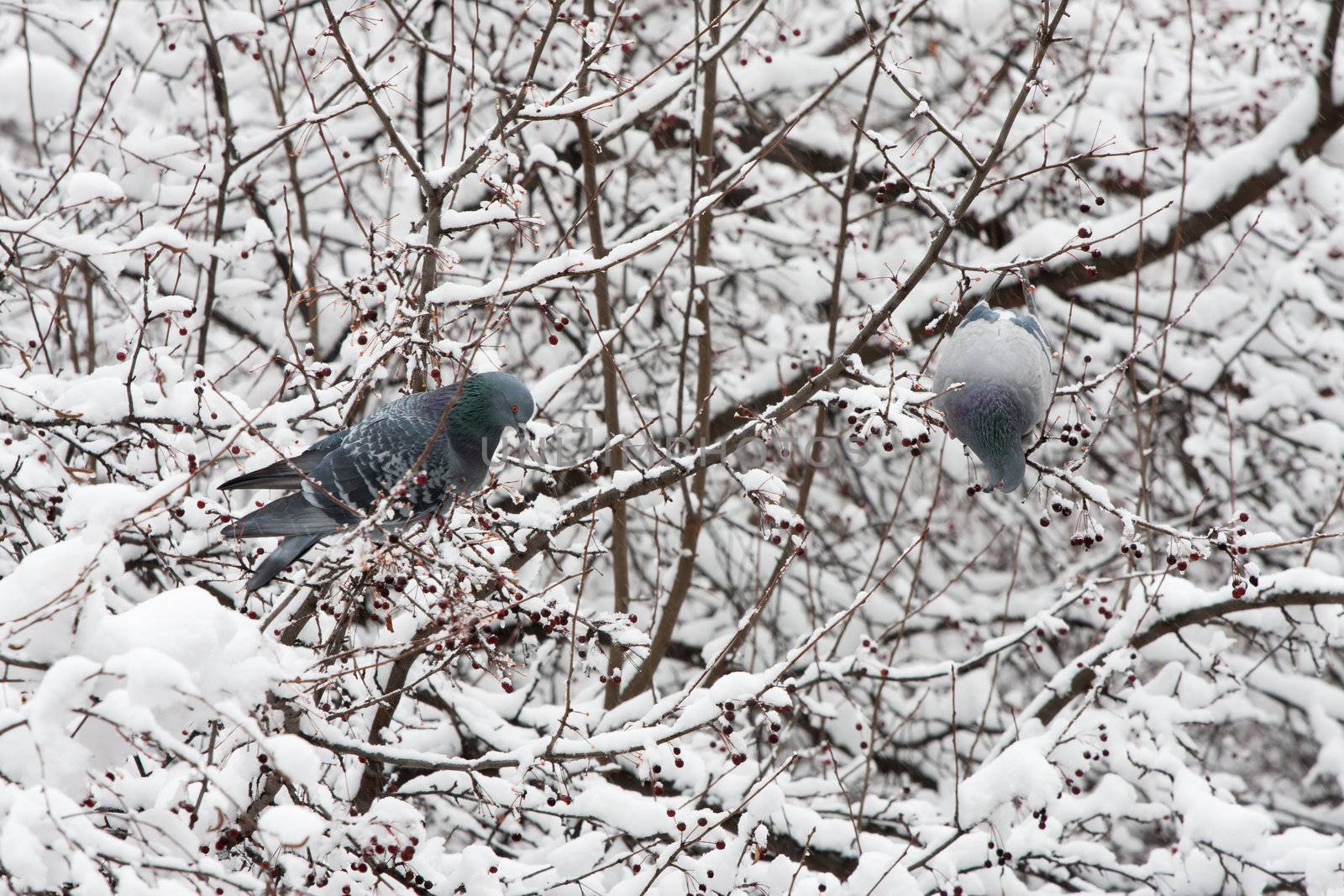 Pigeons in the winter feeding on wild apple