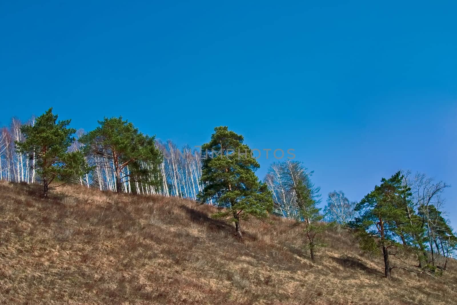 Green a pine in the spring on a background of the blue sky