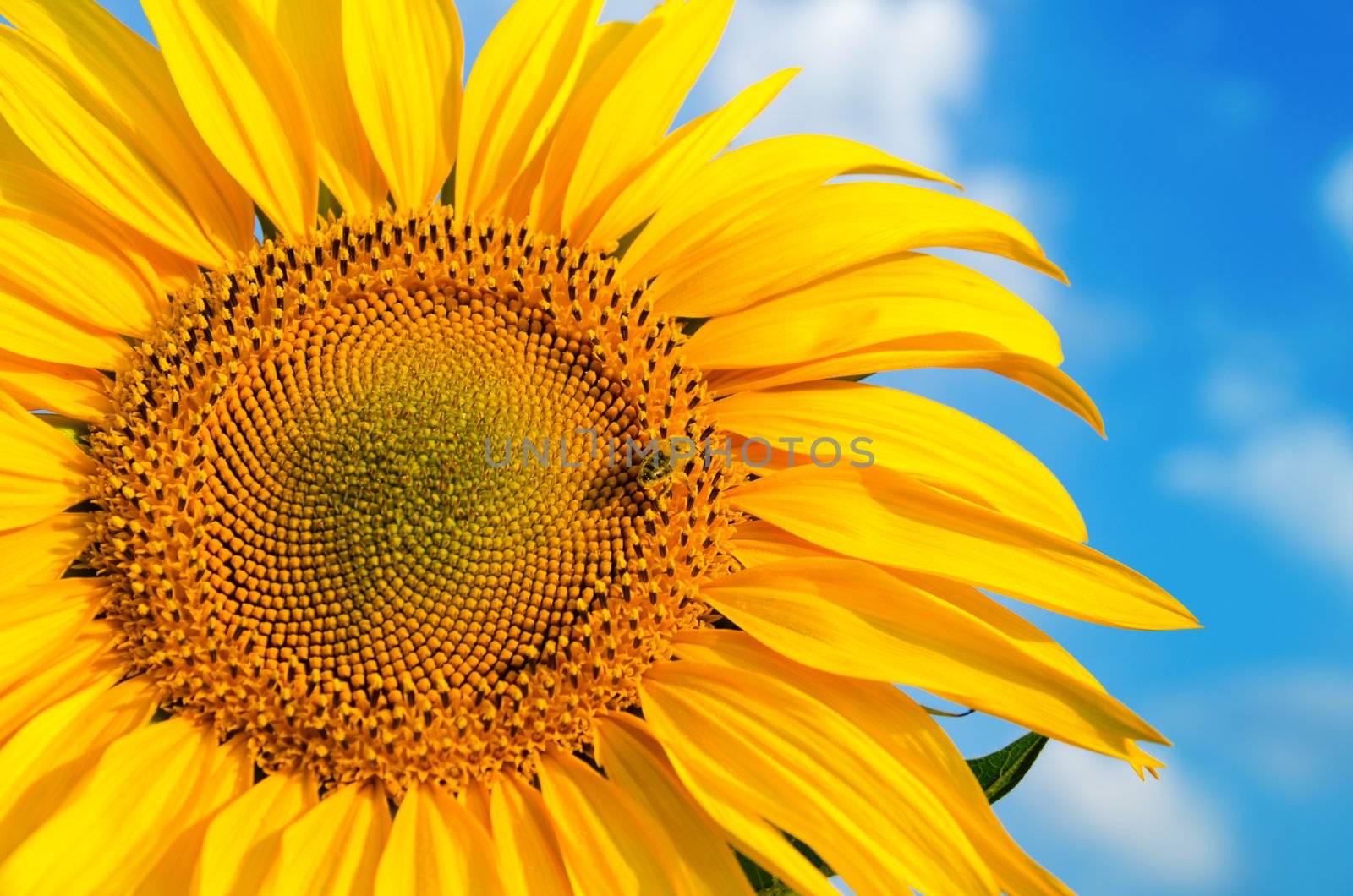 sunflower with bee with cloudy sky over it