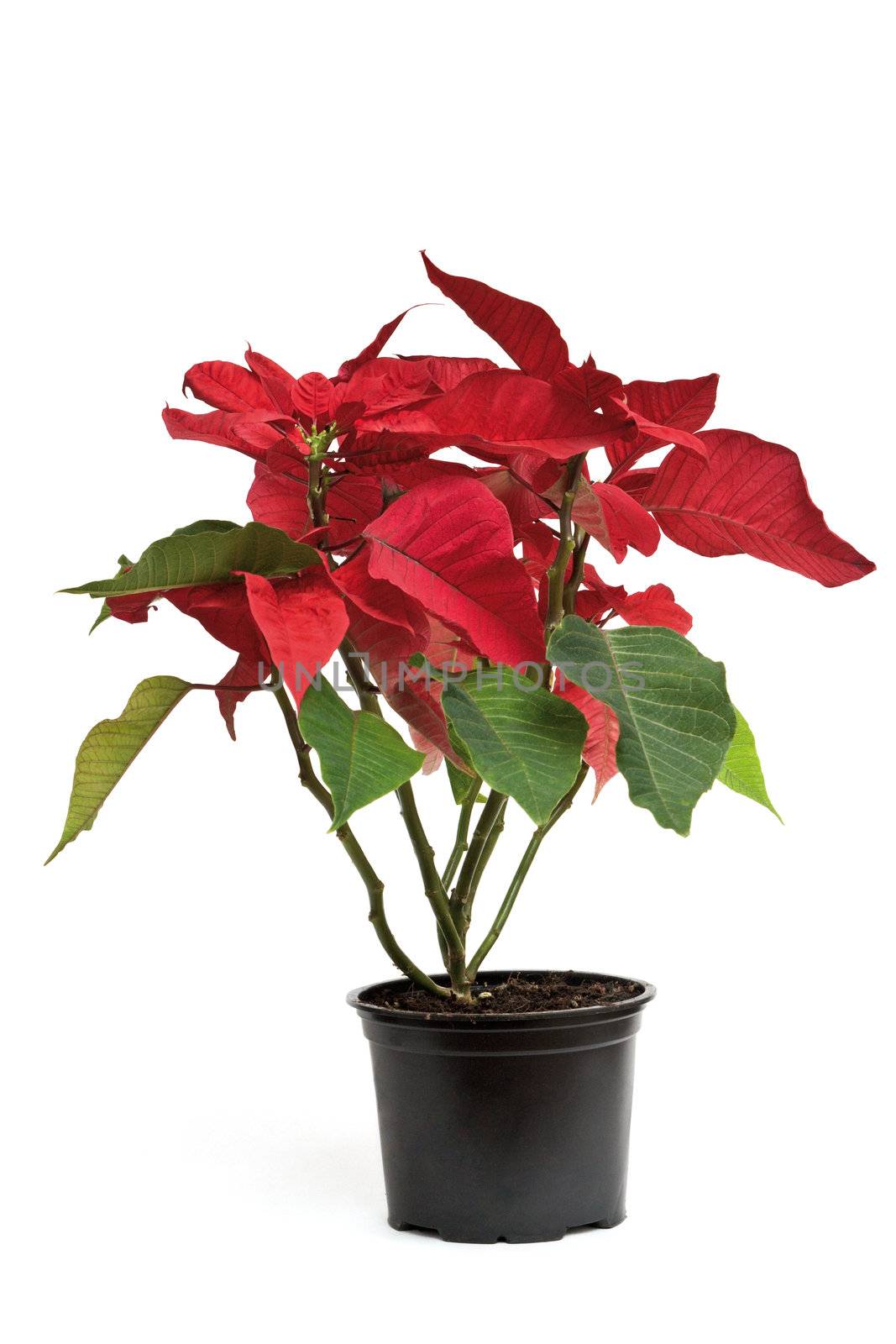 Red poinsettia it is isolated on a white background