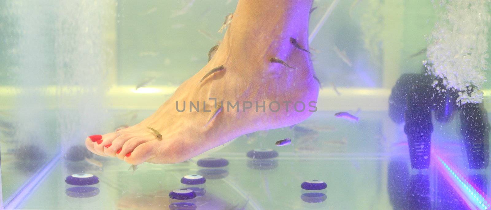 Foot fish care in a beauty foot salon