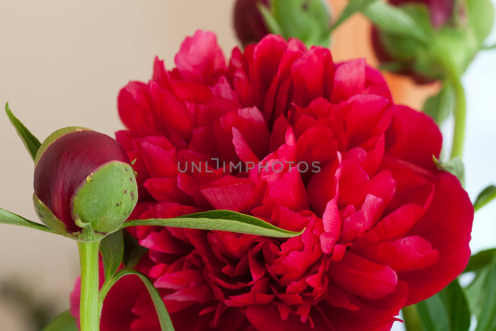  peony flower