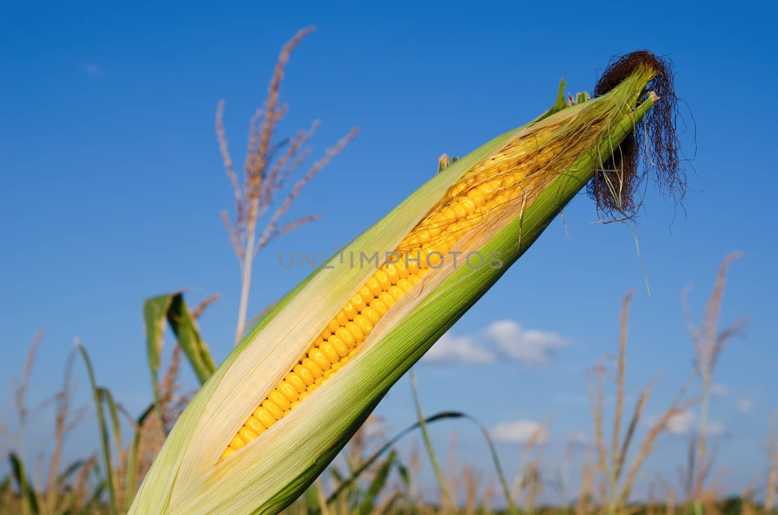 fresh raw corn on the cob with husk