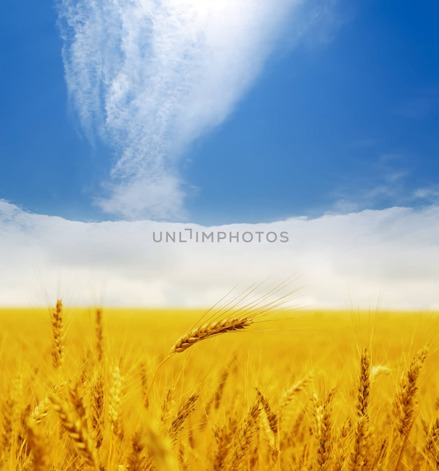 gold ears of wheat under deep blue sky