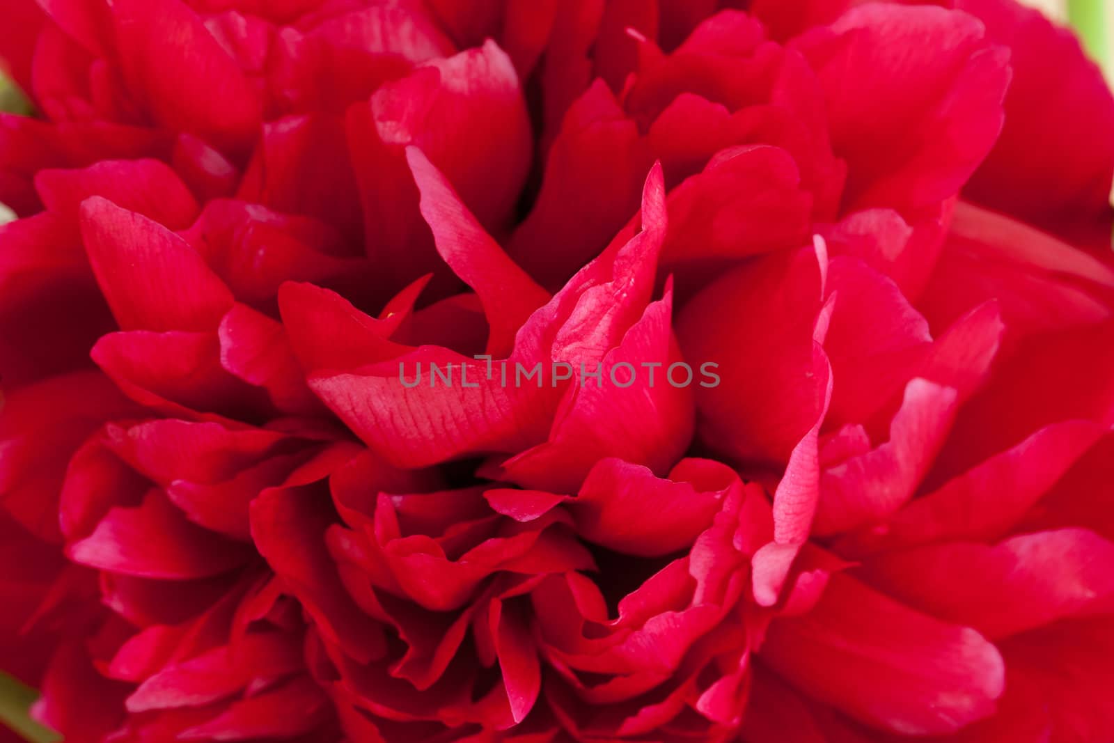  peony flower