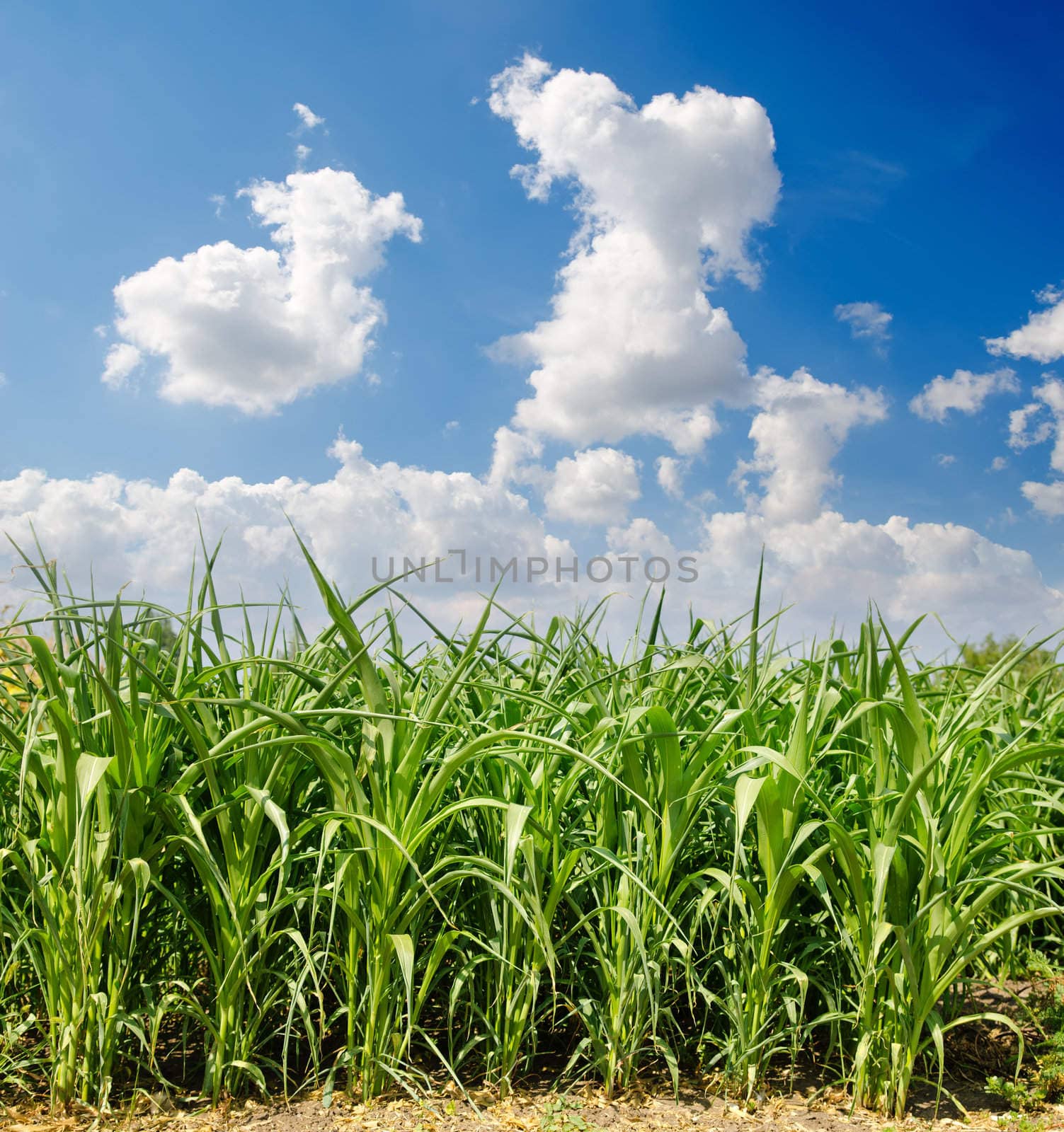 Beautiful green maize field by mycola