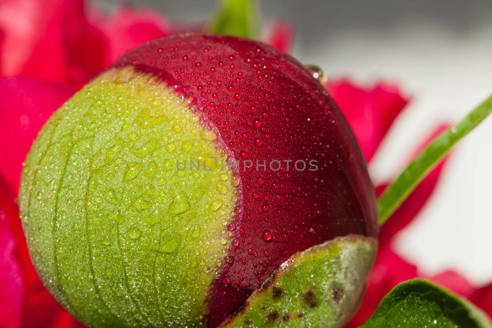 bud of peony flower after rain