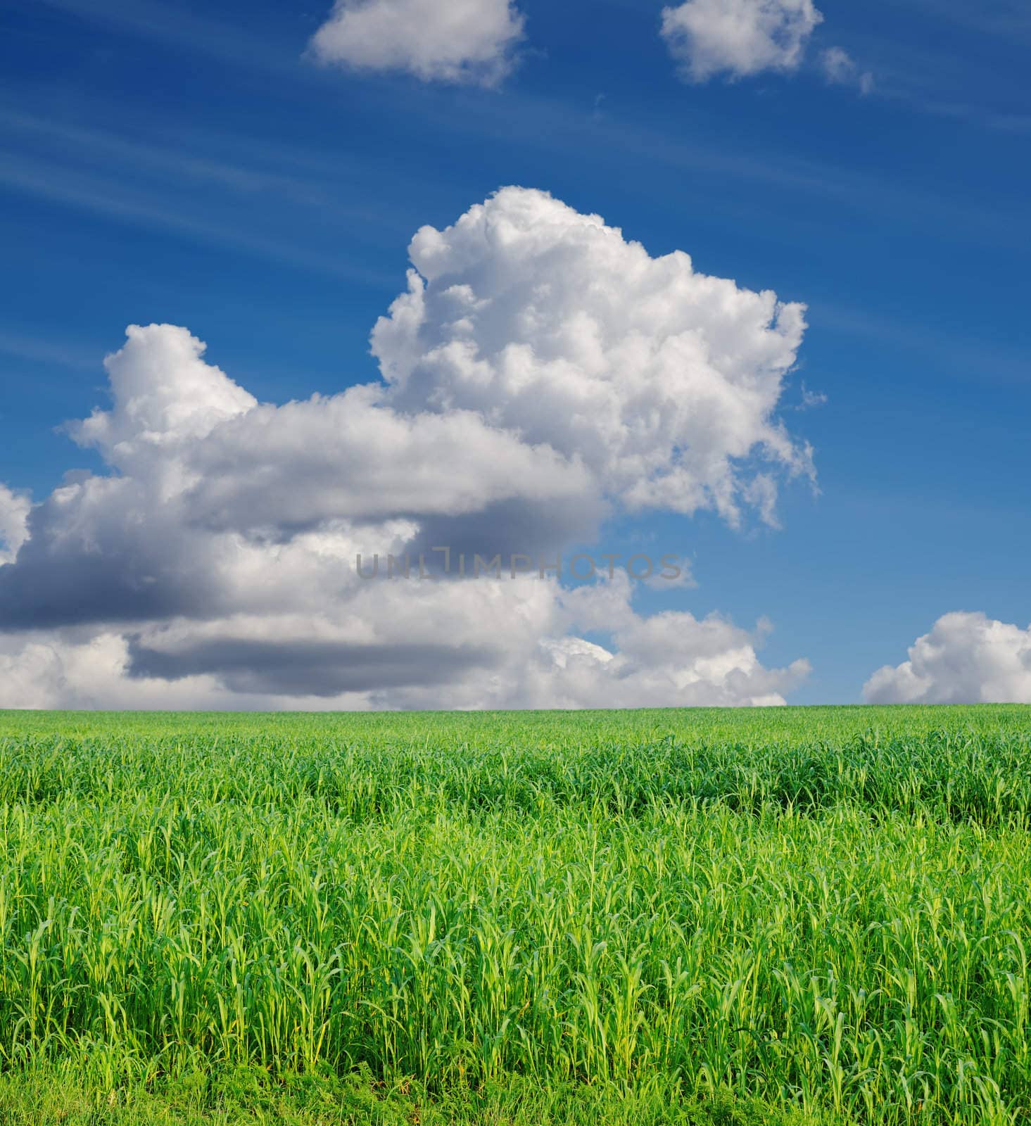 field with green Sudan grass under deep blue sky with clouds by mycola