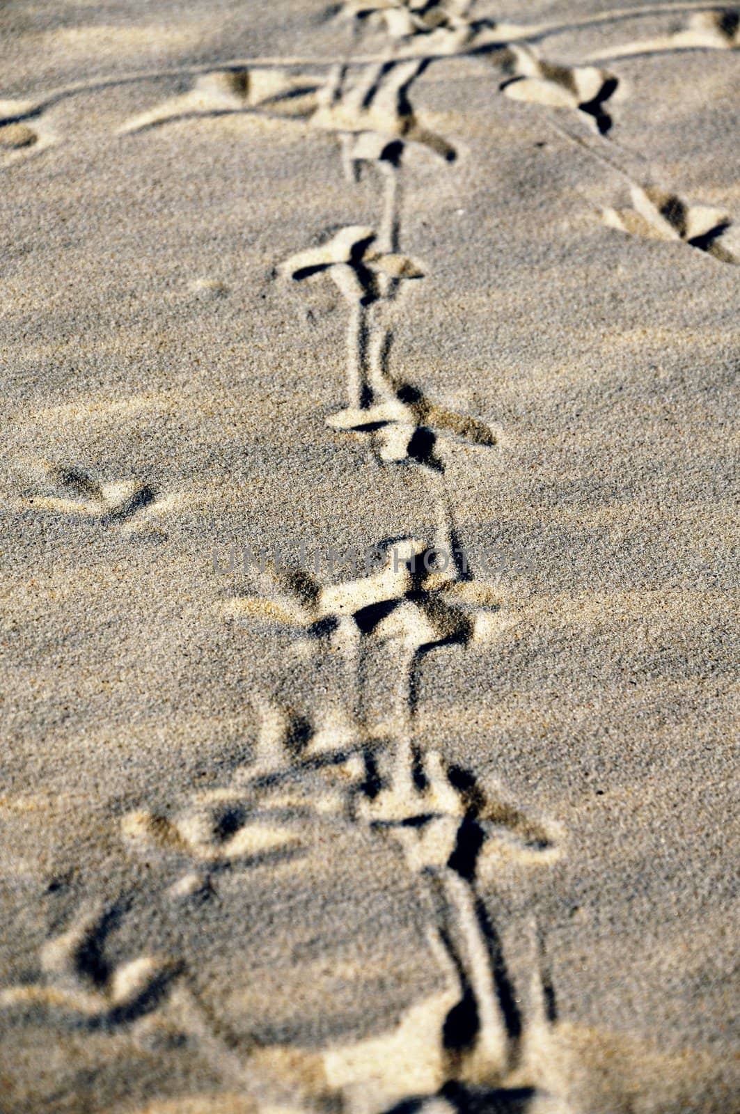 Birds footprint path on sand at the sea. Vertical orientation.