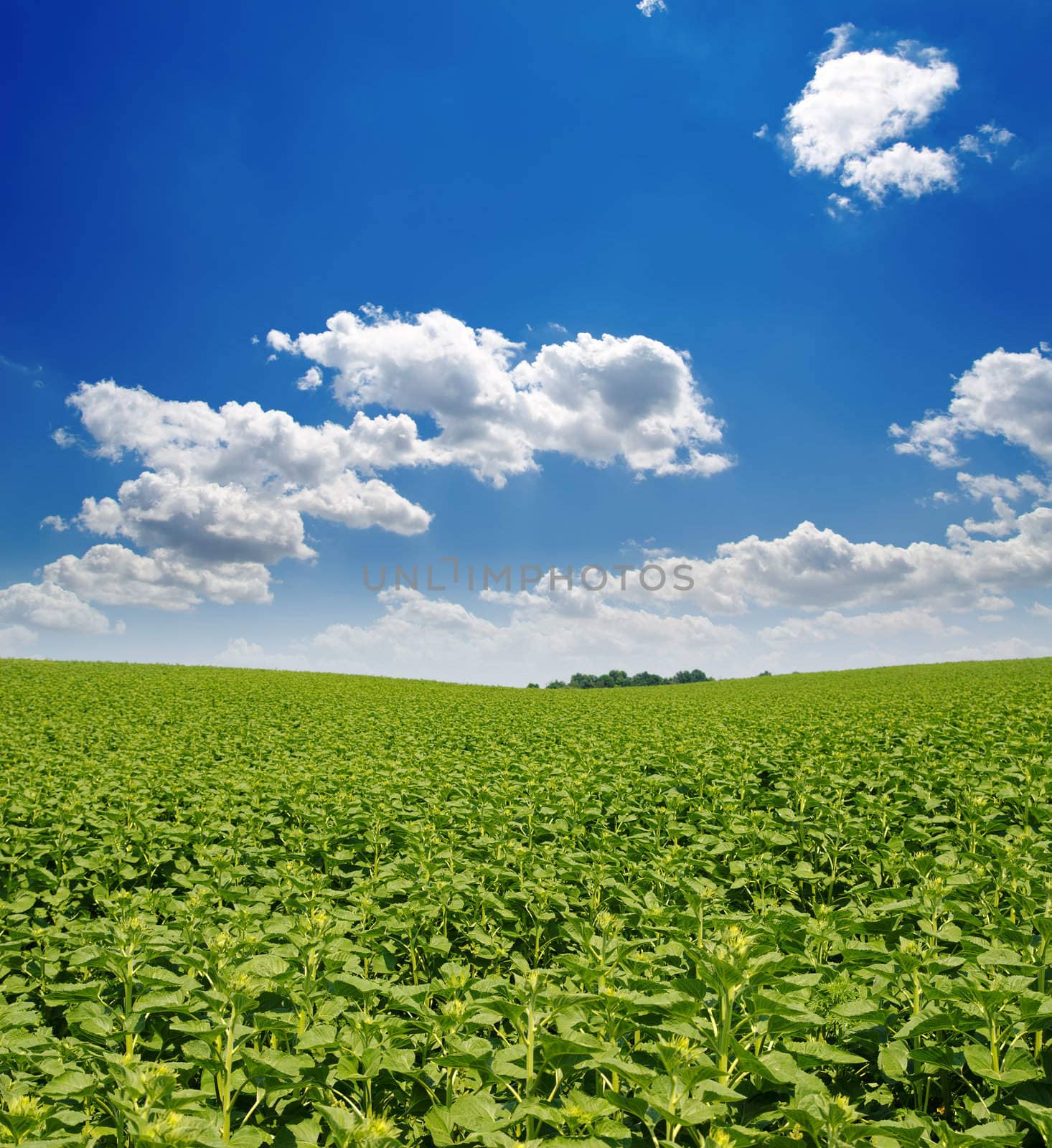 field with green sunflowers under deep blue sky