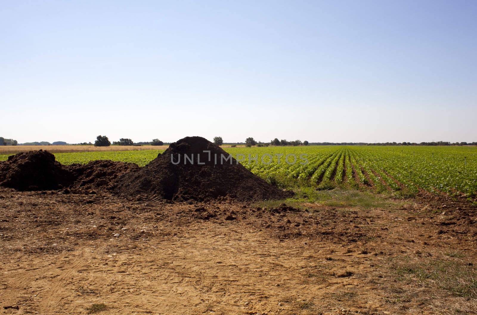 Manure on a field, Spain