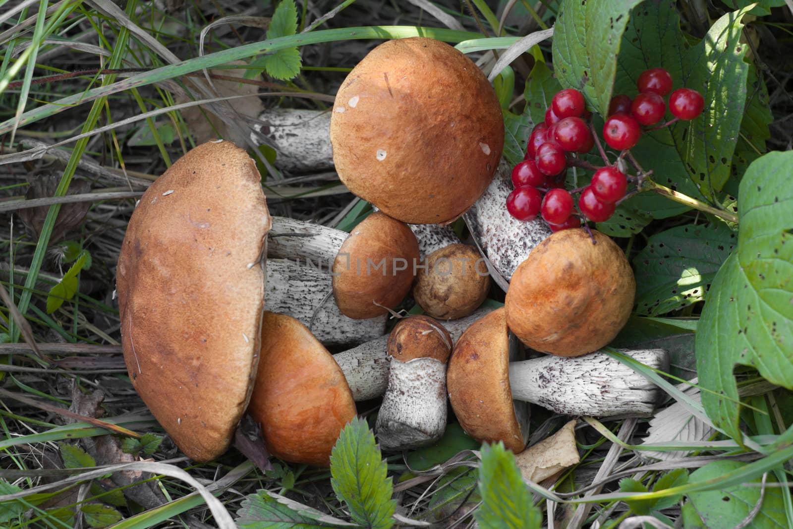 Orange-cap boletus by Ohotnik