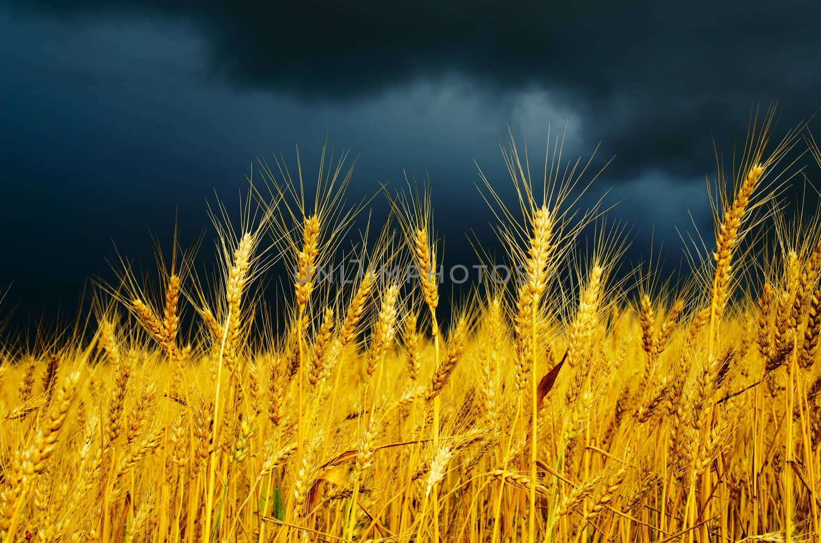 golden field with dramatic sky. rain before