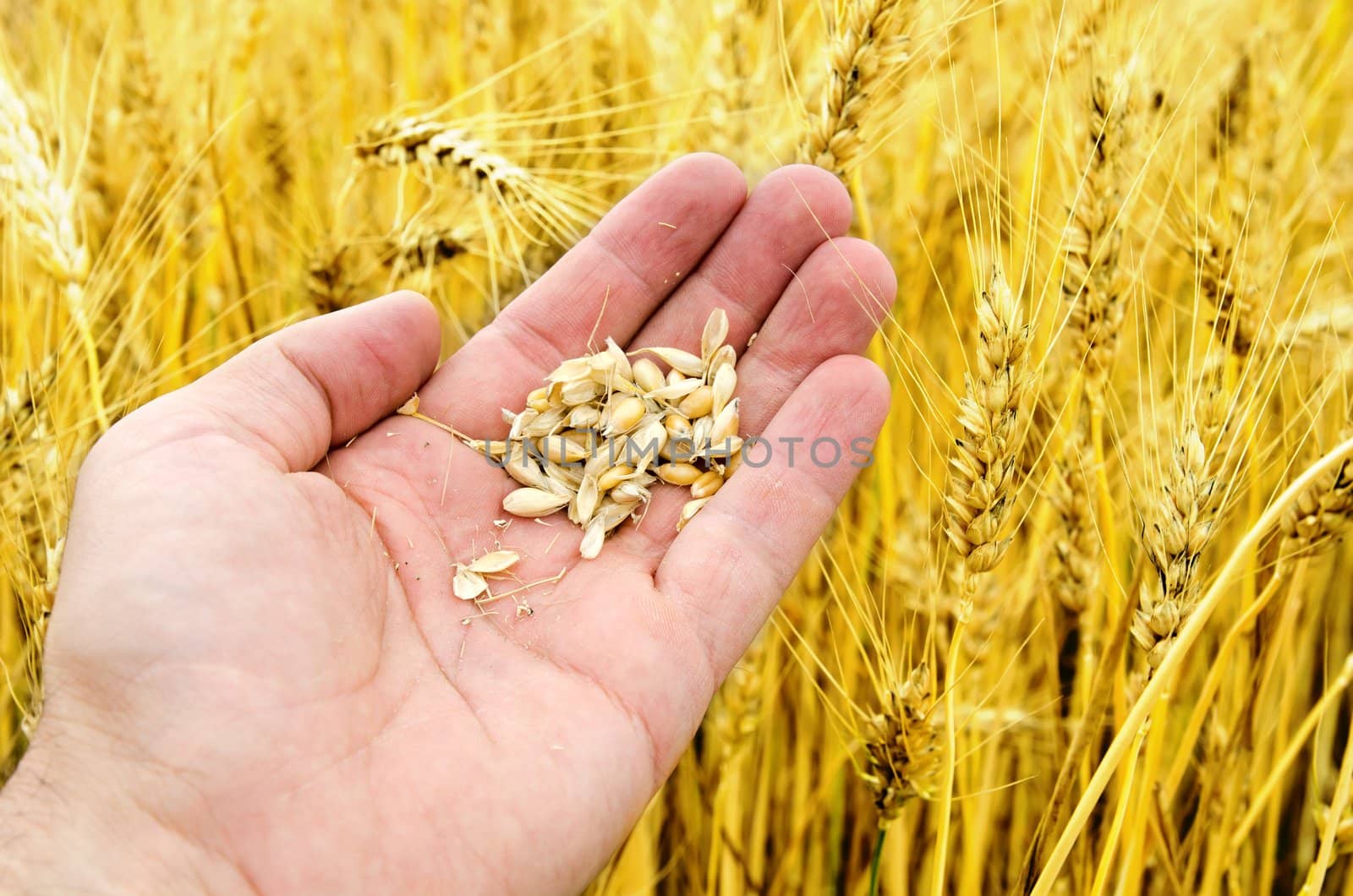 gold harvest in hand over field